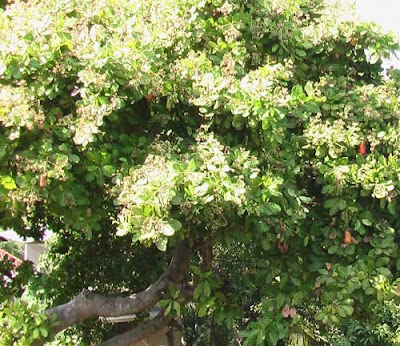 Cashew Flower