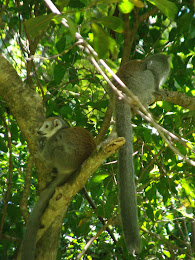 Lemurs: Madagascar's claim to fame