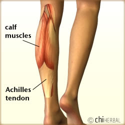 illustration of calf muscle