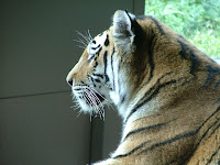 Tigris portré
