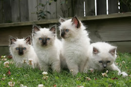 katz