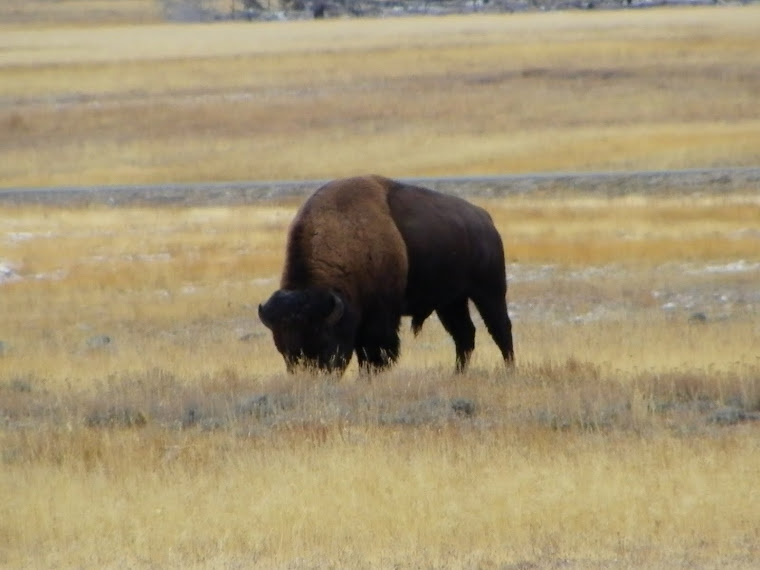 Un bison - Yellowstone National Park - Wyoming
