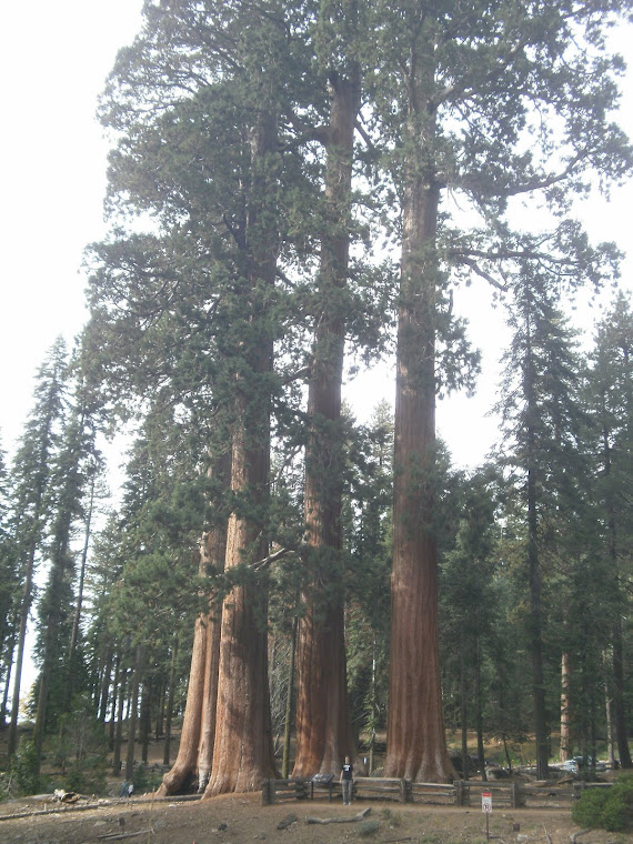 Au pied de sequoias - Sequoia Park - Californie