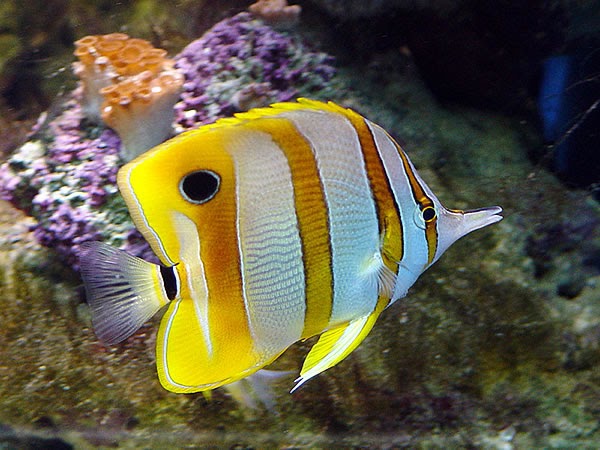 Fotos de Peces Acuarios. Fotos de Peces: imagenes: Mariposa