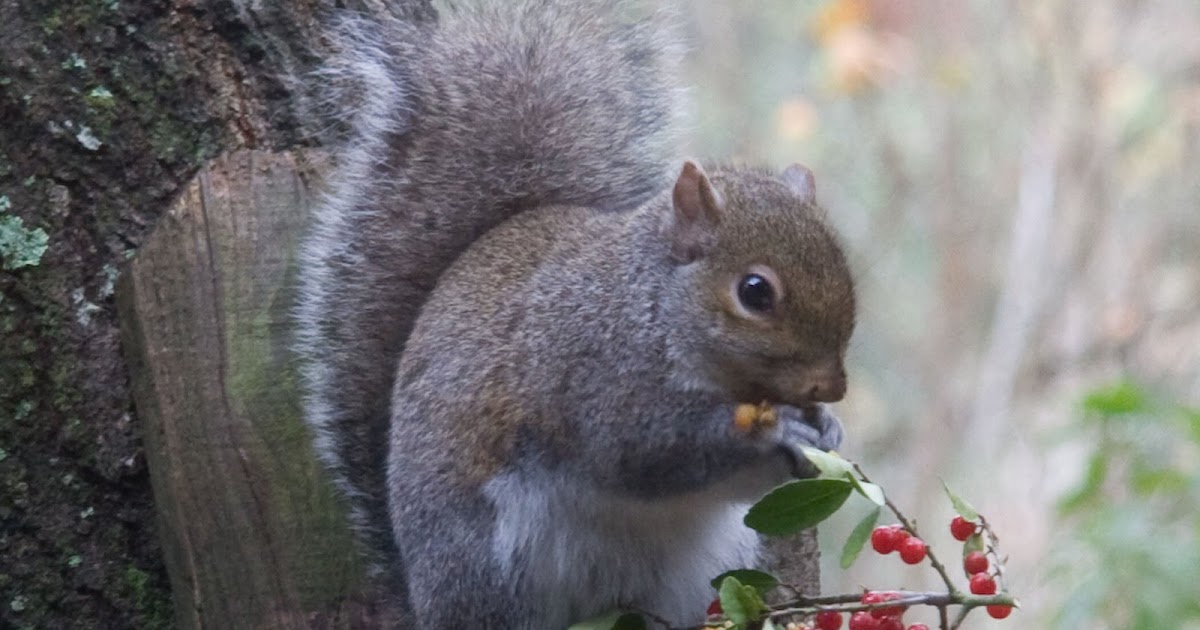 East Texas Piney Woods Acorns or no acorns, the woodlands squirrels