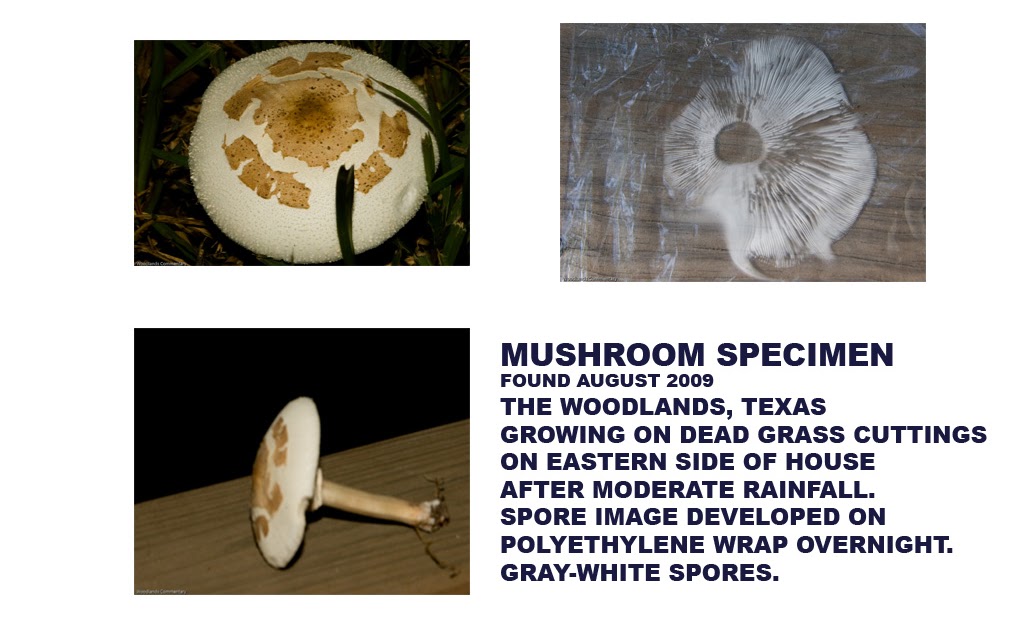 East Texas Piney Woods Mushrooms in the backyard