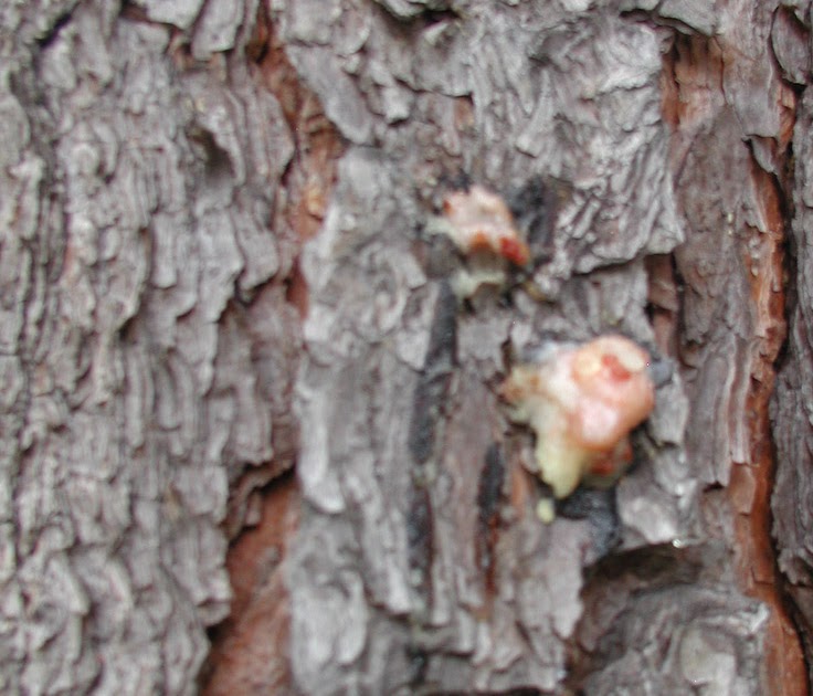 The Woodlands Texas Trees Woodlands Pine Trees we are losing the