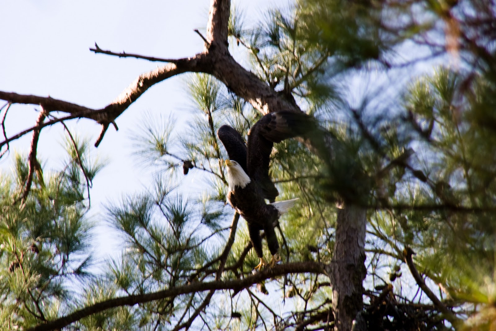East Texas Piney Woods Eagles in the sky for year 2011