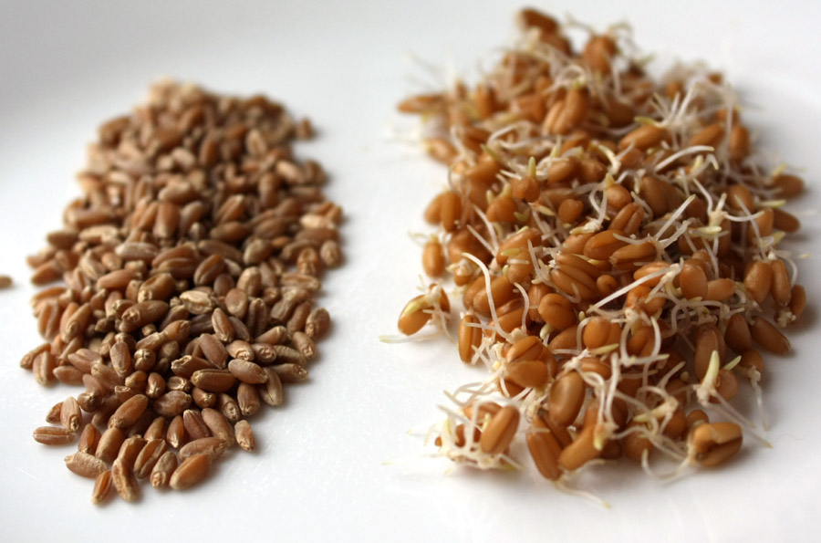 Fanatic Cook Sprouted Wheat