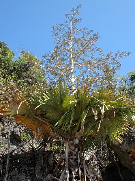 [T.spectabilis.jpg]