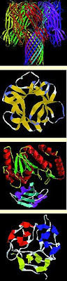 Proteinas proteins variedade função variety function