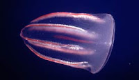 água viva de pente comb jelly