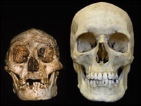Homo floresiensis hobbit homo sapiens skull cranio