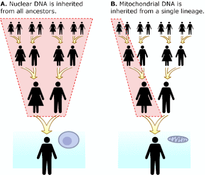 mitocondria dna mitochondria female mother