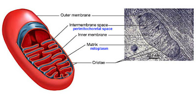 mitocondrias mitochondria