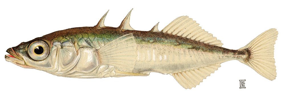 [threespine_stickleback.jpg]