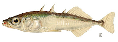 Esganagata Gasterosteus aculeatus threespine stickleback