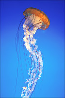 Medusa Jellyfish Cnidarios Cnidarians