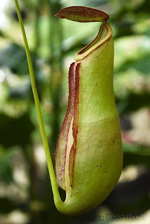 Nepenthaceae