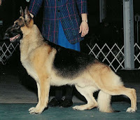 german shepherd