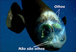 Macropinna microstoma - Olhos Macropinna microstoma - Olhos - eyes