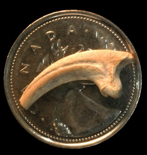 Hesperonychus elizabethae garra - claw