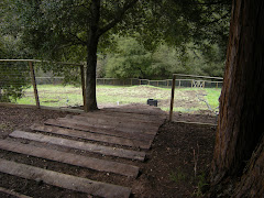 Former Site of Young Oak Vineyards  Established in 2007