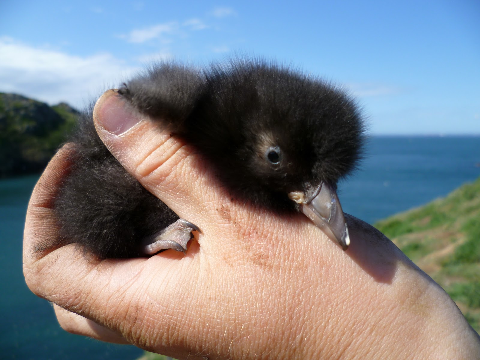 The Skomer Island Blog Weekly News and Updates Pufflings
