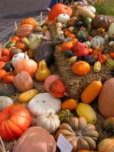 [squashes+3.jpg]