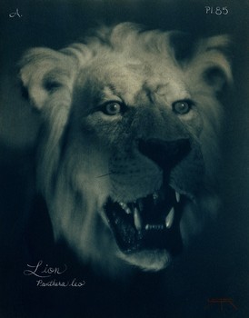 [32873_mediumlarger.jpg]