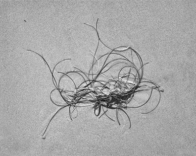 [097enlargement.jpg]