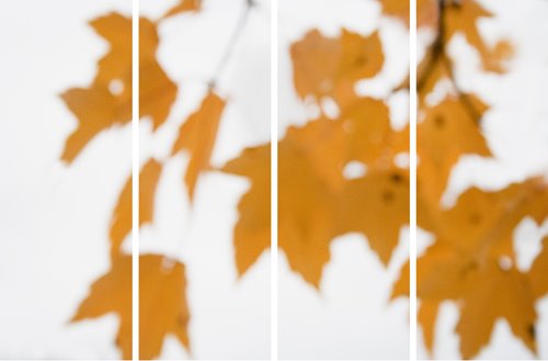 [Eisenberg_MapleFloatOr_el.jpg]