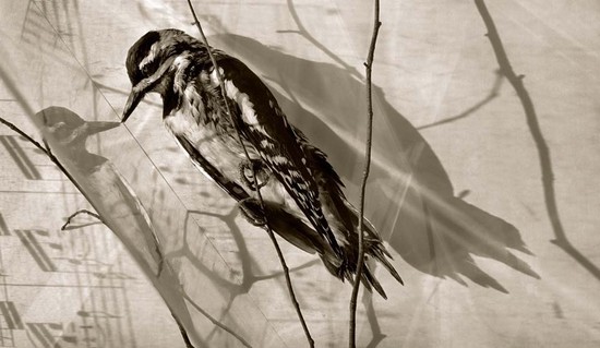 [31039_mediumlarger.jpg]