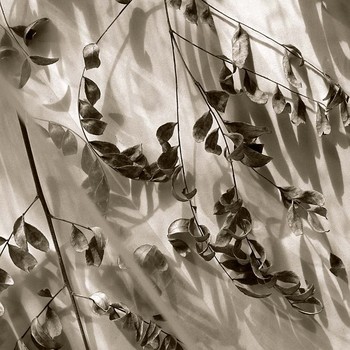 [31026_mediumlarger.jpg]