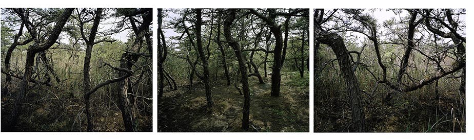 [Cape_Quad_trix.jpg]