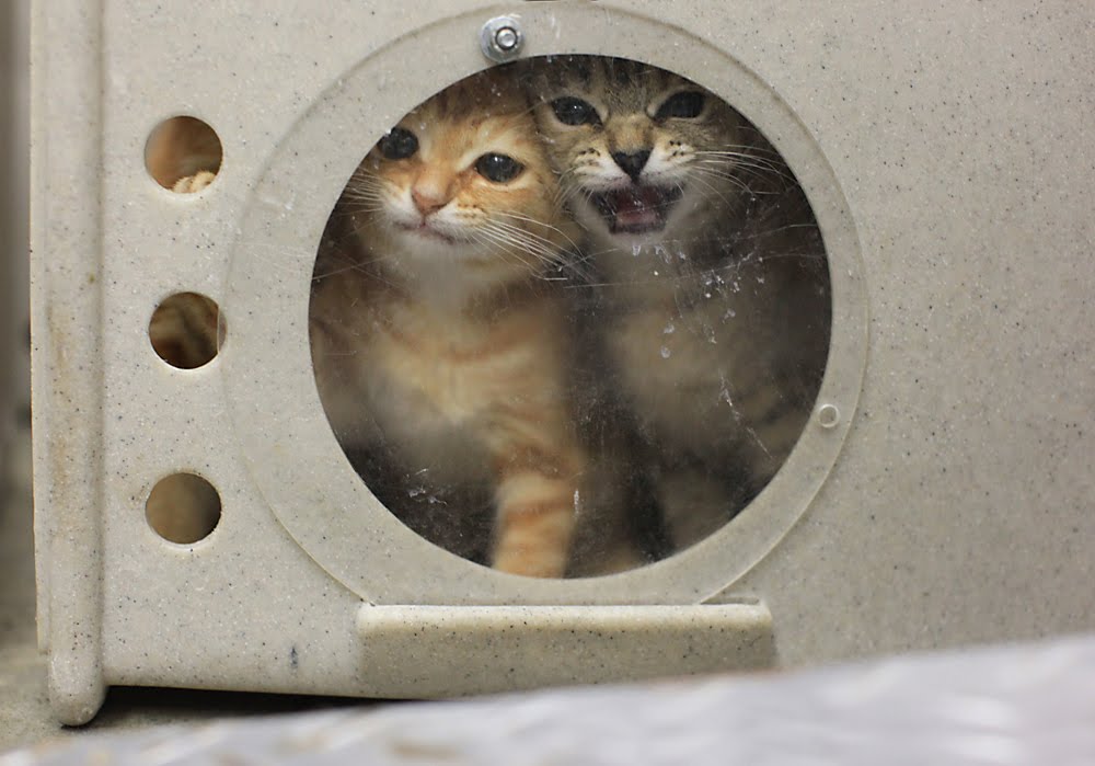 [Johnstone_M-08.jpg]