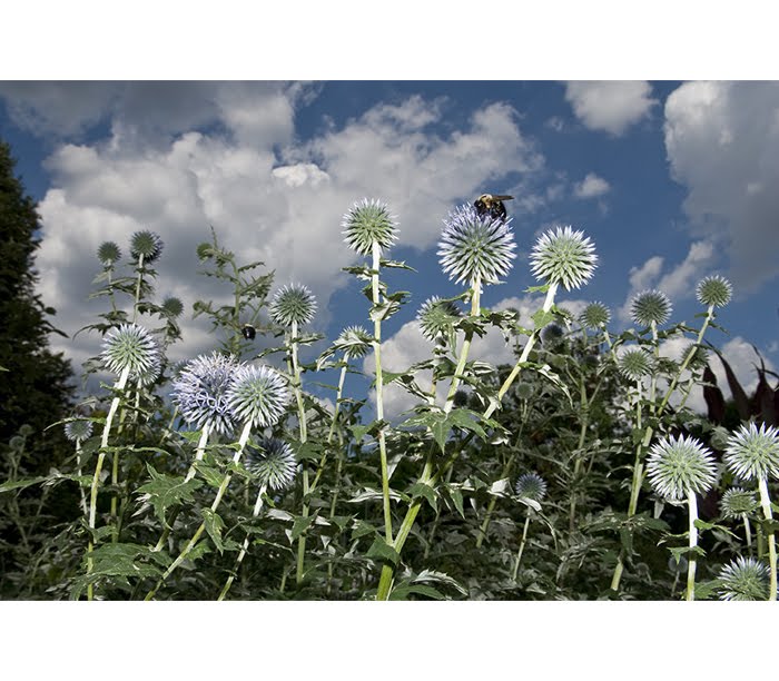 [mendoza_gard_07_07_02_4.jpg]