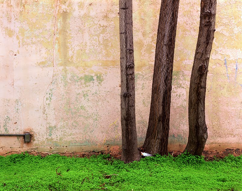 [Trees_Miami_RCoda-1.jpg]