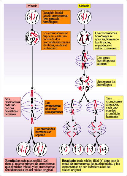 Mitosis y Meiosis