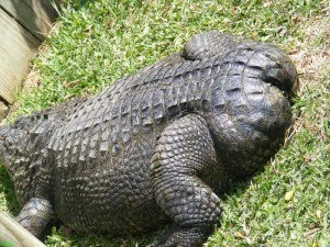 alligator crocodile hybrid