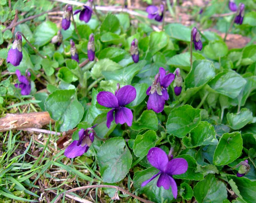 niminy fingers wild violets (yumyum)