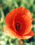 Amapola