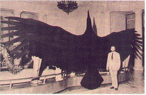 Biggest_bird_Argentavis_magnificens_giganteus_fossil_record_paleontology.jpg