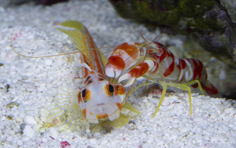Pistol Shrimp
