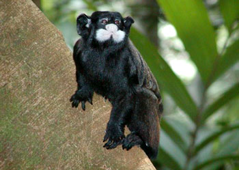 Moustached Tamarin Monkey