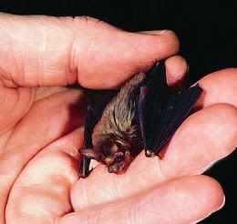 Animal A Day!: Bumblebee Bat