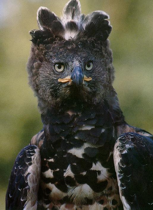 Crowned Eagle