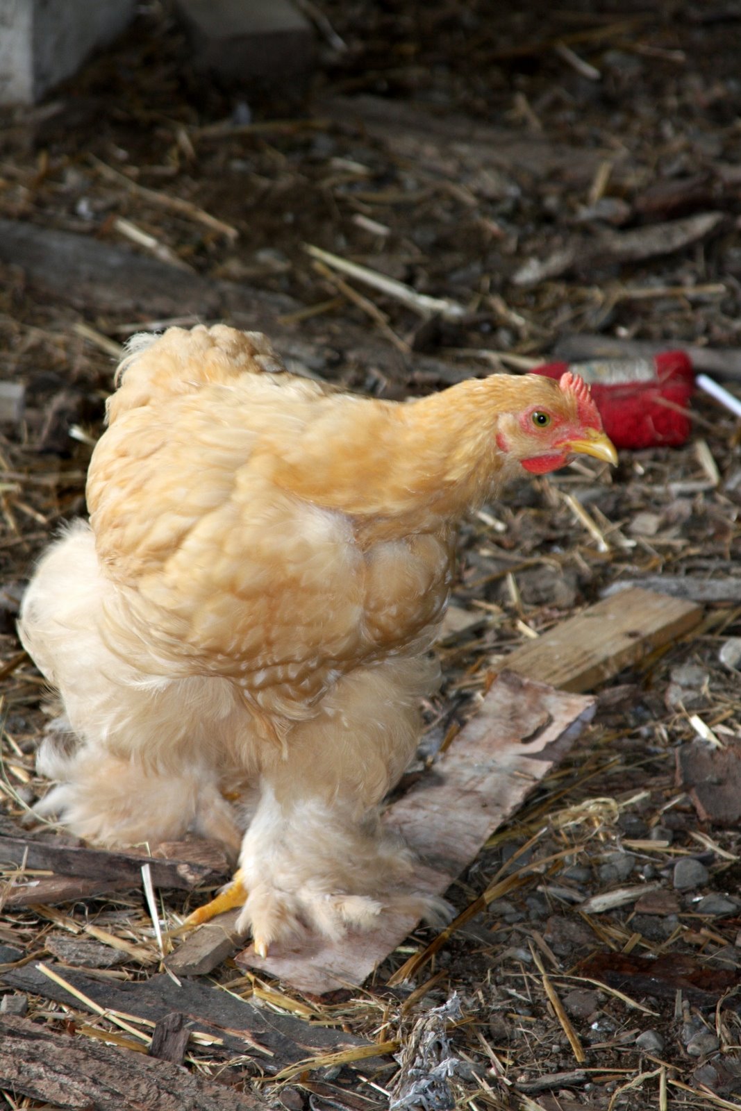 [chickens.jpg]