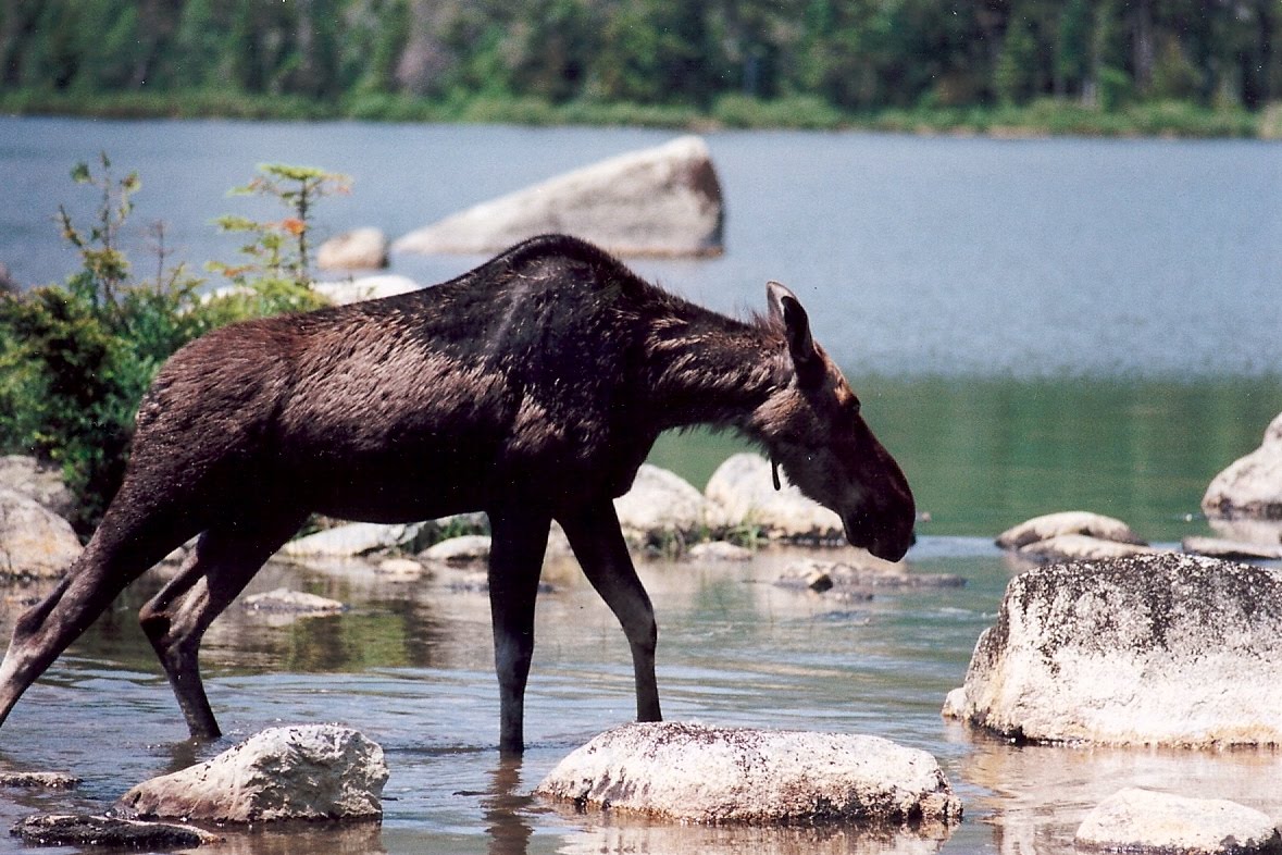[moose.jpg]