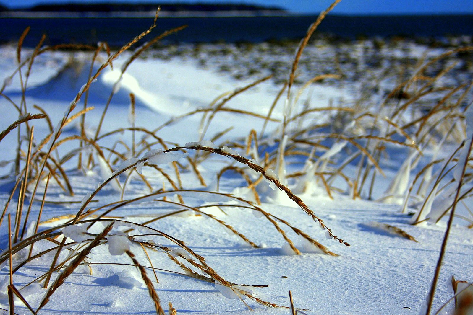[beach+grass.JPG]